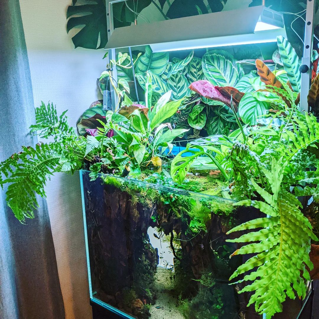 Take A Look At These Great Aquascapes Using Our Products